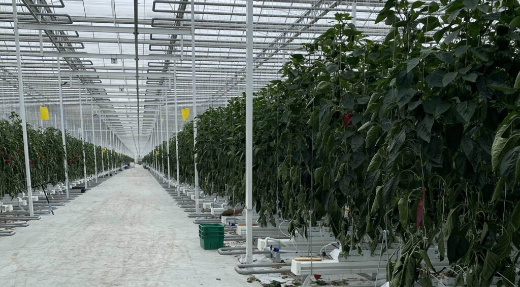 Greenhouse Cogeneration