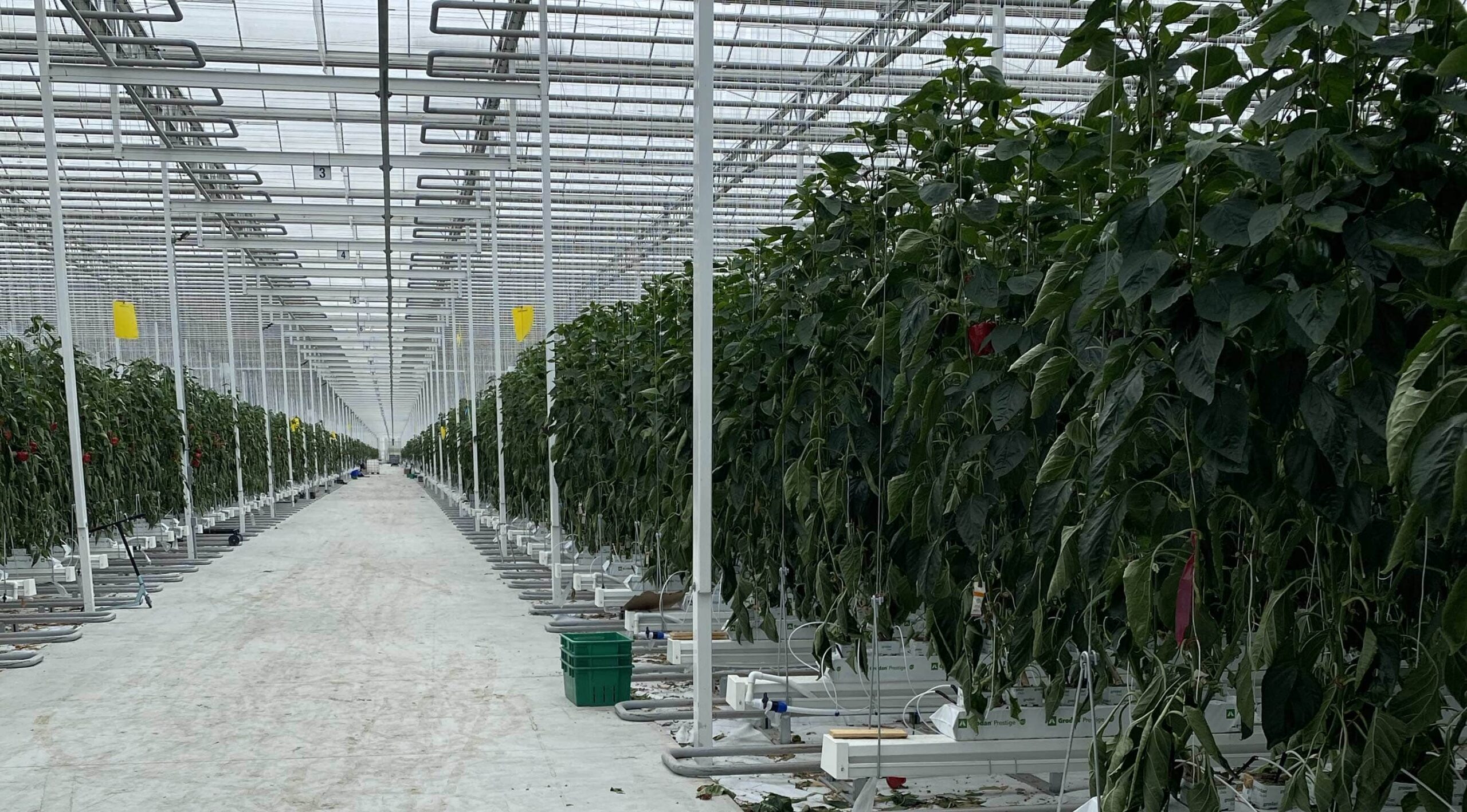 Greenhouse Cogeneration